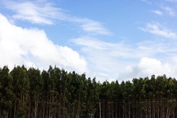 Tree Line